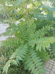Ailanthus altissima