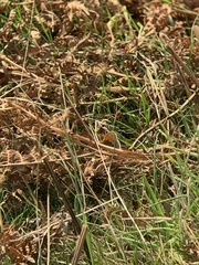 Coenonympha pamphilus