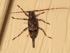 Graphisurus fasciatus