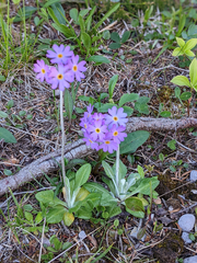 Primula laurentiana
