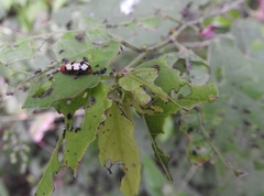Disonycha angulata