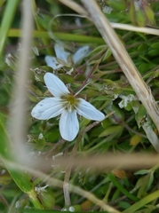 Arenaria ciliata
