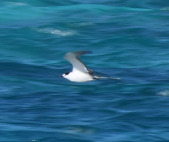 Onychoprion fuscatus