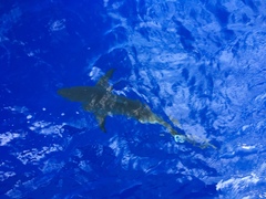 Carcharhinus galapagensis
