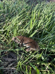 Papilio troilus