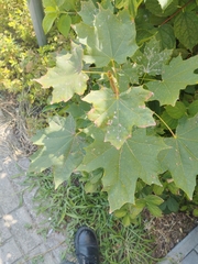 Acer platanoides