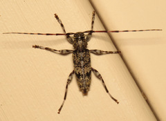 Graphisurus fasciatus