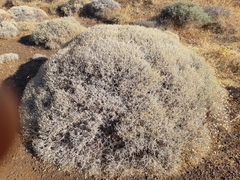Euphorbia acanthothamnos