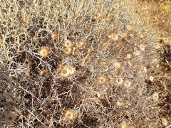 Euphorbia acanthothamnos