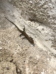 Podarcis muralis