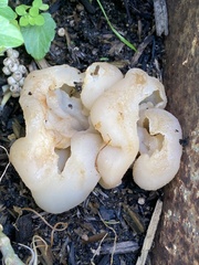 Hydnoplicata