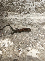 Podarcis muralis