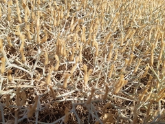 Euphorbia acanthothamnos