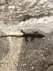 Podarcis muralis