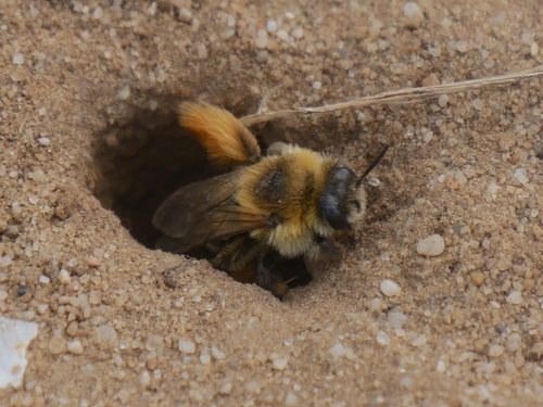 Common Pantaloon Bee, photo 3 of 10