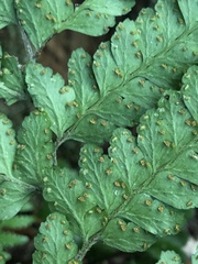 Microlepia krameri