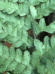 Microlepia krameri