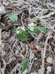 Draba glabella