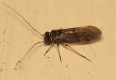 Peripsocus madidus