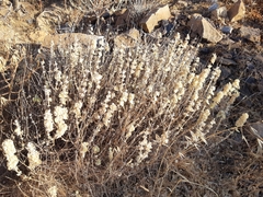 Pseudodictamnus acetabulosus