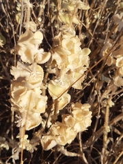 Pseudodictamnus acetabulosus