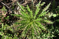 Ptilostemon casabonae