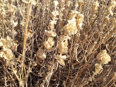 Pseudodictamnus acetabulosus