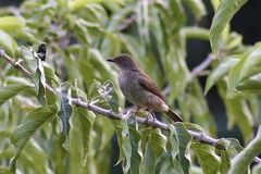 Pycnonotus brunneus