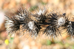 Ptilostemon casabonae