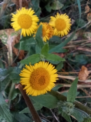 Pulicaria dysenterica