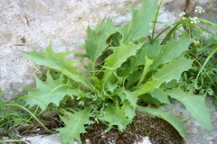 Lactuca longidentata