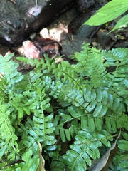 Bolbitis appendiculata