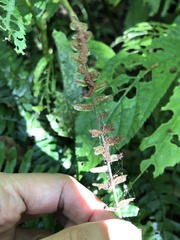 Bolbitis appendiculata