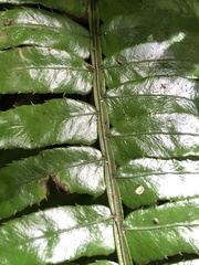 Bolbitis appendiculata