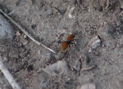 Dasymutilla stevensi