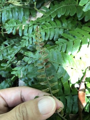 Bolbitis appendiculata