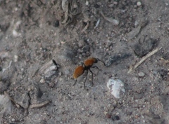 Dasymutilla stevensi