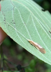 Triaenodes marginatus