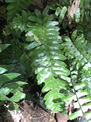 Bolbitis appendiculata