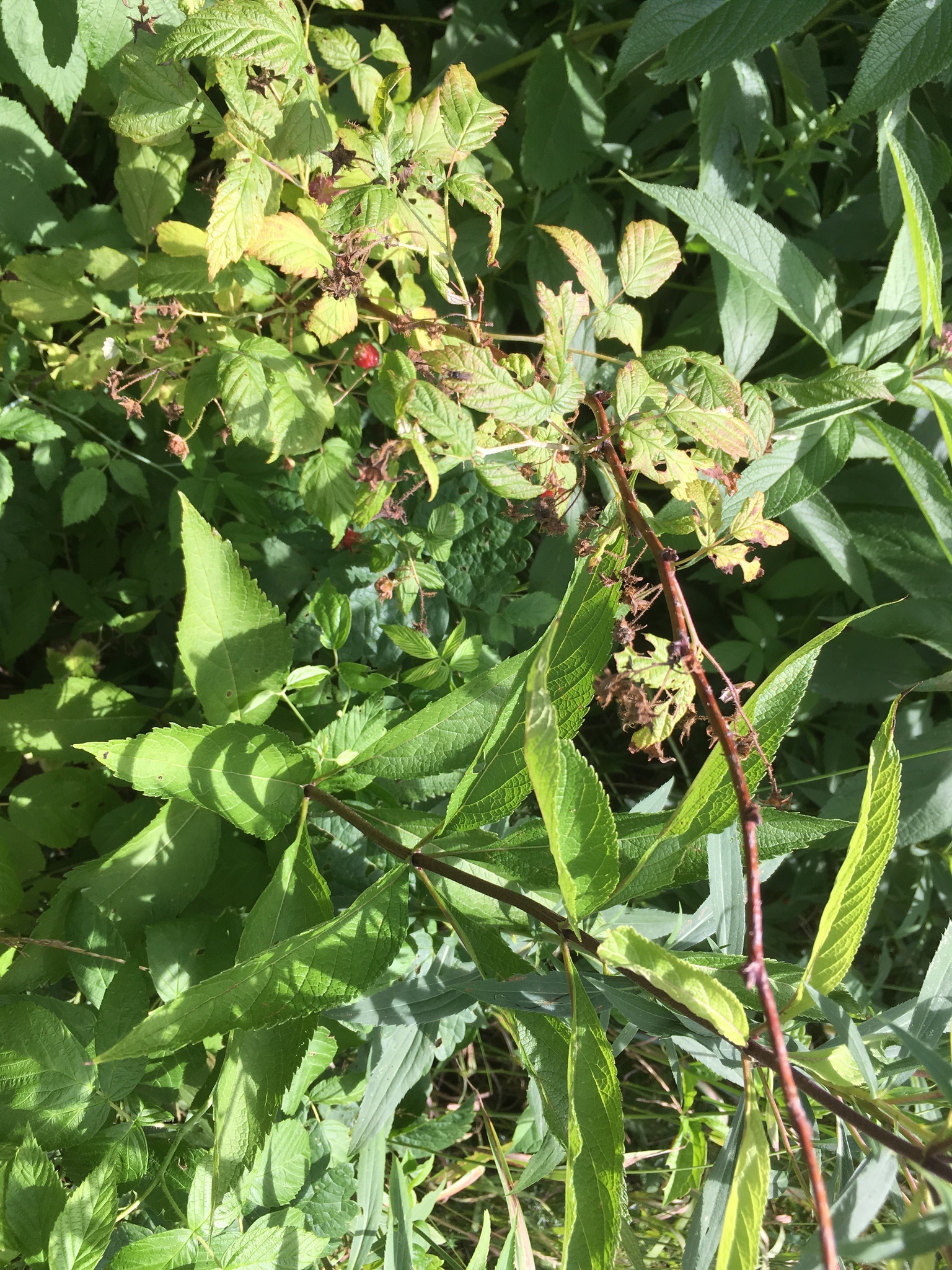 Himbeere (Rubus idaeus): Herkunft und Verwendung — foto 3