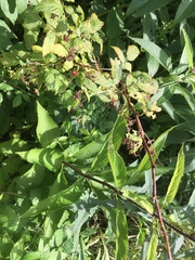 Himbeere (Rubus idaeus): Herkunft und Verwendung — Foto 3