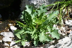Lactuca longidentata