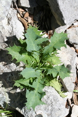 Lactuca longidentata