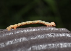 Geometridae