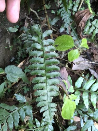 Hymenasplenium apogamum iNat (2)