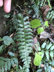 Hymenasplenium apogamum