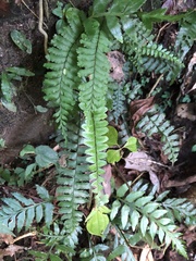 Hymenasplenium apogamum