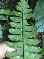 Hymenasplenium apogamum