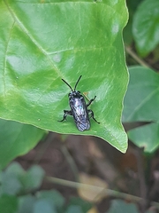 Insecta