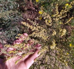 Artemisia marschalliana